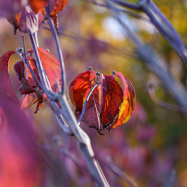 Cherokee Chief Dogwood