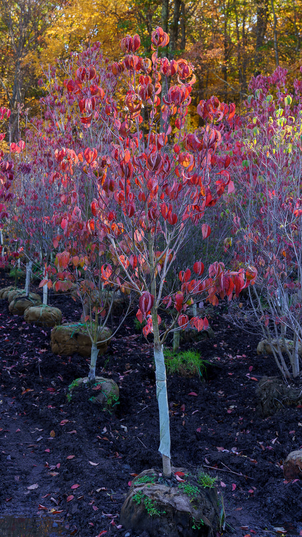 Cherokee Chief Dogwood