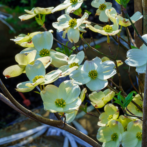 Cherokee Princess Dogwood - Dogwood Tree - Flowering Trees