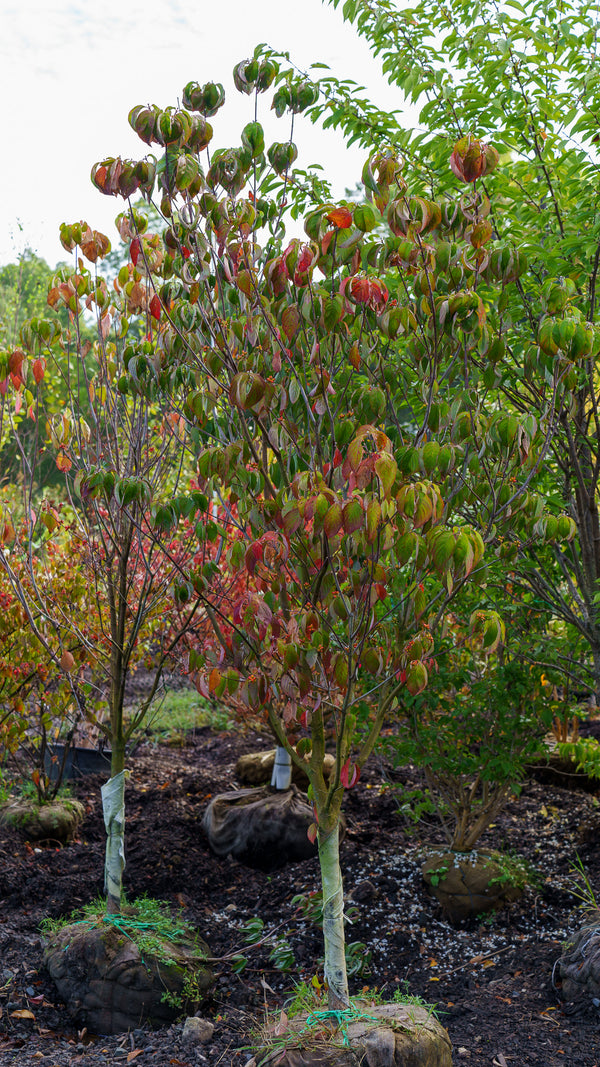 Cherokee Princess Dogwood