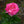 Load image into Gallery viewer, Chicago Peace Hybrid Tea Rose
