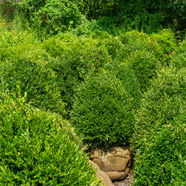 Chicagoland Green Boxwood