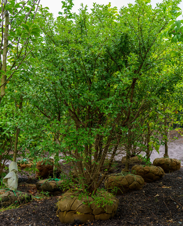 Chinese Fringetree