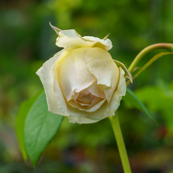 Claire Austin Climbing Rose