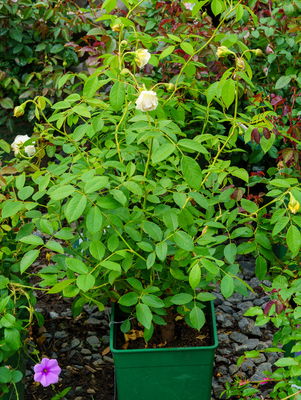 Claire Austin Climbing Rose