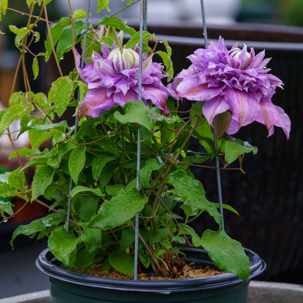 Clematis Diamantina