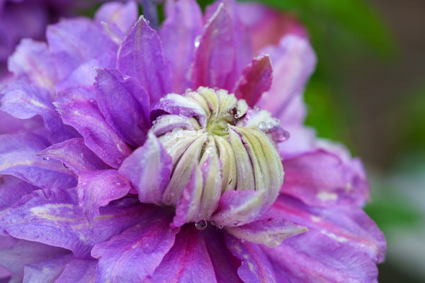 Clematis Diamantina