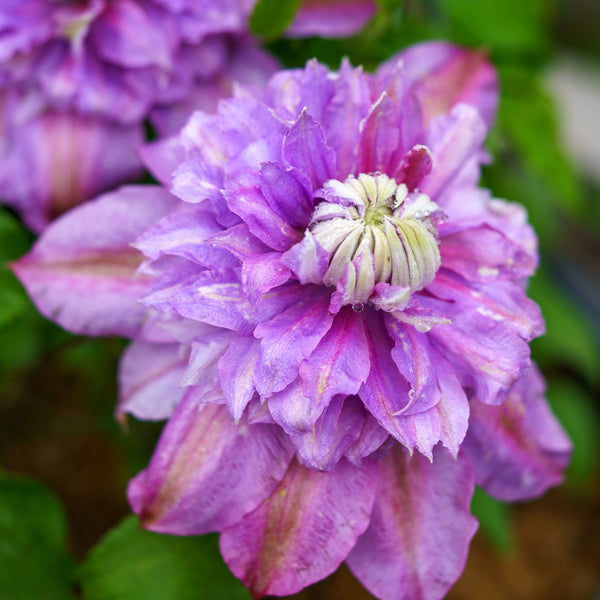 Clematis Diamantina