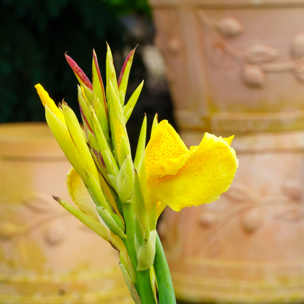 Assorted Canna Lilies