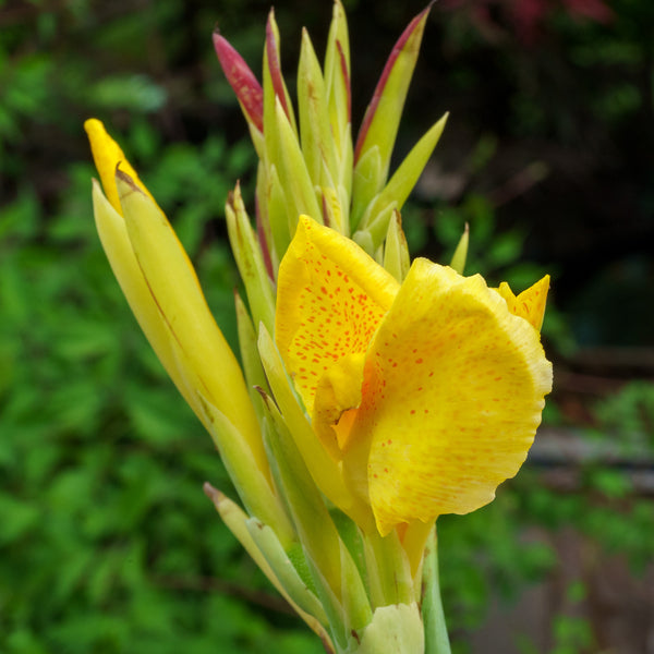 Assorted Canna Lilies