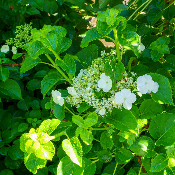 Climbing Hydrangea