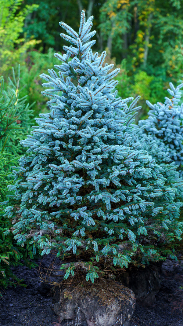 Colorado Spruce