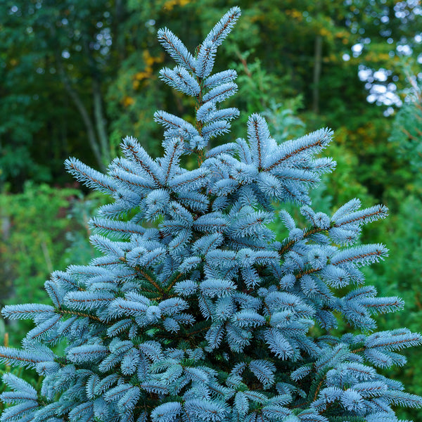 Colorado Spruce