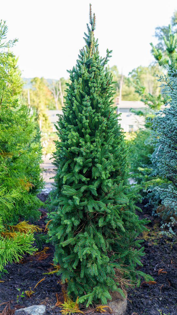 Columnar Norway Spruce