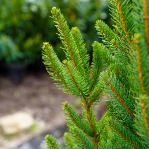 Columnar Norway Spruce II - Spruce - Conifers