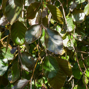 Copper Beech - Beech - Shade Trees