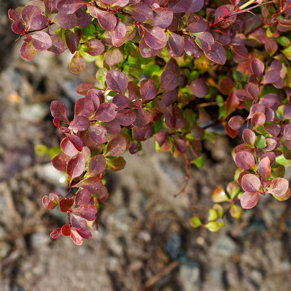 Crimson Cutie Barberry