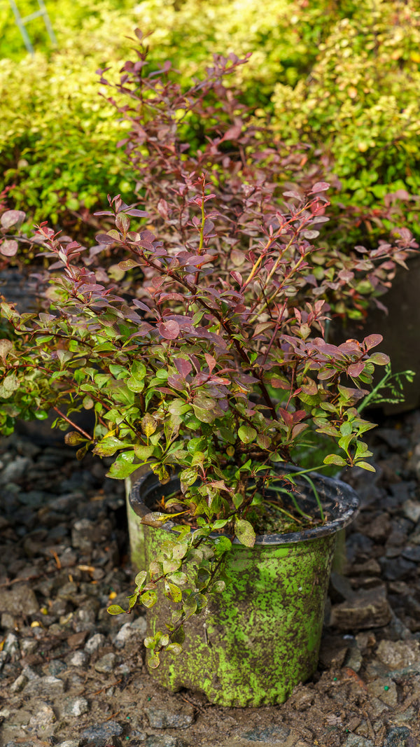 Crimson Cutie Barberry