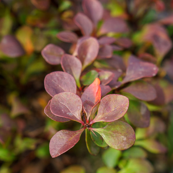 Crimson Cutie Barberry