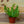 Load image into Gallery viewer, Crispy Wave Fern - Ferns Houseplant Ferns - Houseplants
