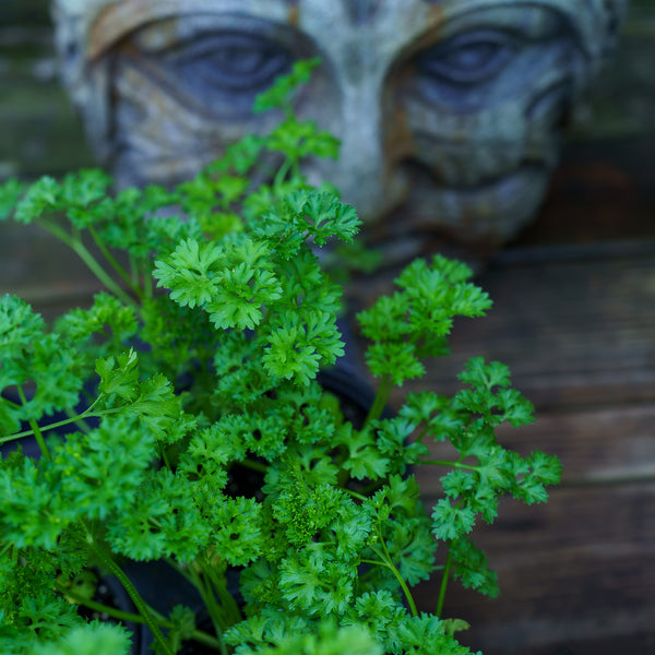 Assorted Herbs