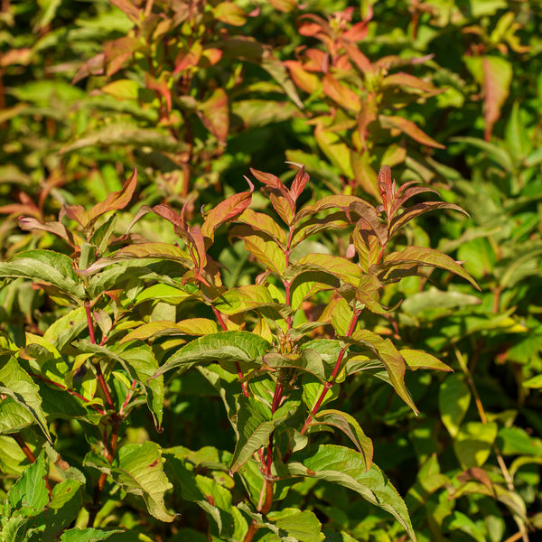 Czechmark Trilogy Weigela