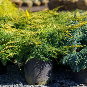 Daub's Frosted Juniper - Juniper - Conifers