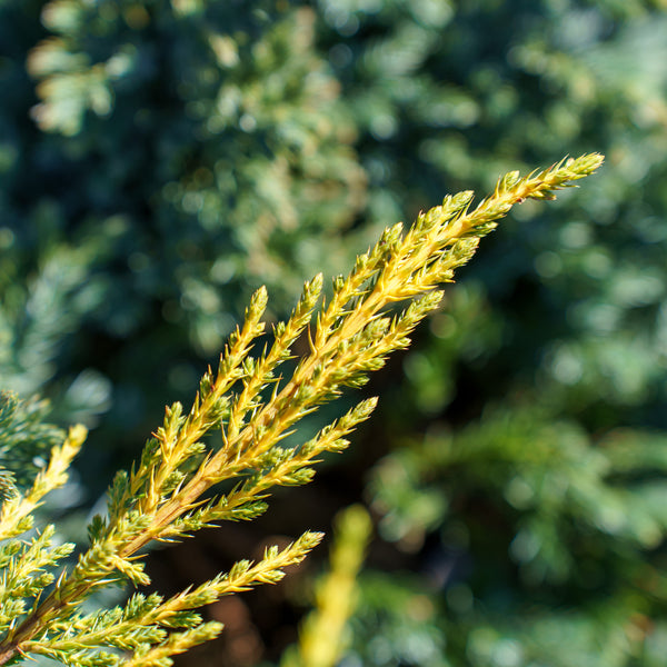 Daub's Frosted Juniper - Juniper - Conifers