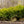 Load image into Gallery viewer, Densiformis Yew - Yew - Shrubs
