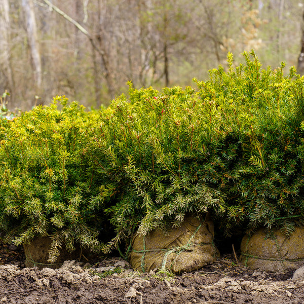 Densiformis Yew - Yew - Shrubs