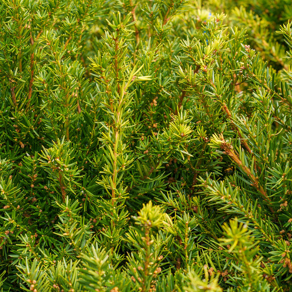 Densiformis Yew - Yew - Shrubs