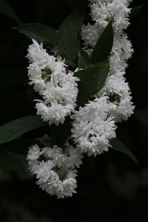 White Deutzia Flower