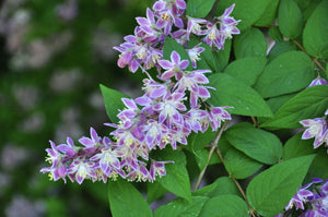 Purple Deutzia Flower