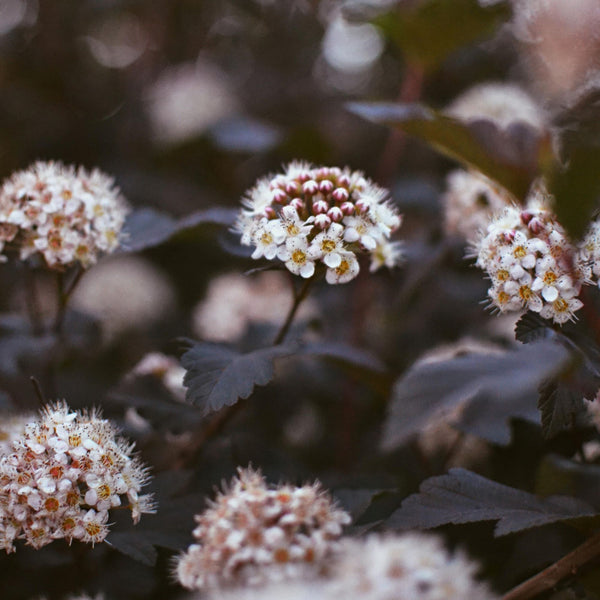 Diablo Ninebark - Ninebark - Shrubs