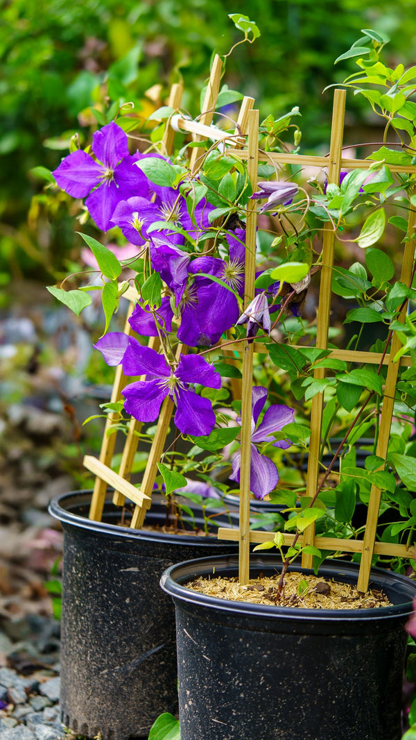 Daniel Deronda Clematis