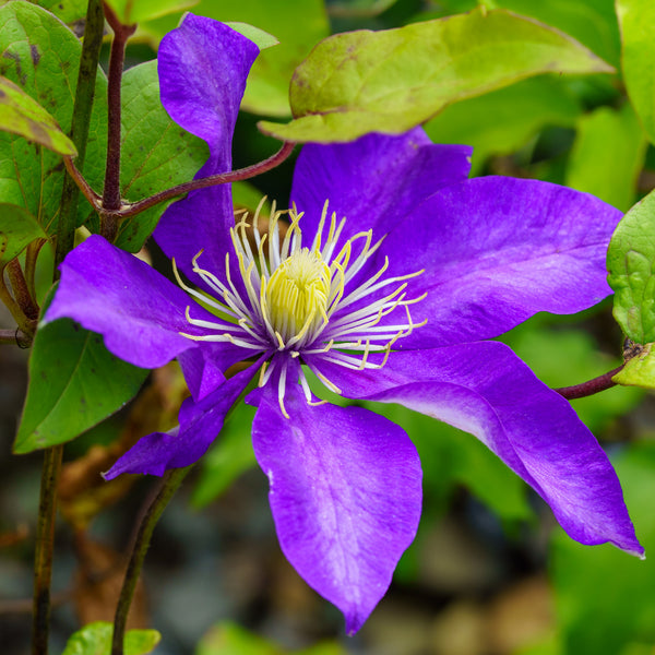 Daniel Deronda Clematis