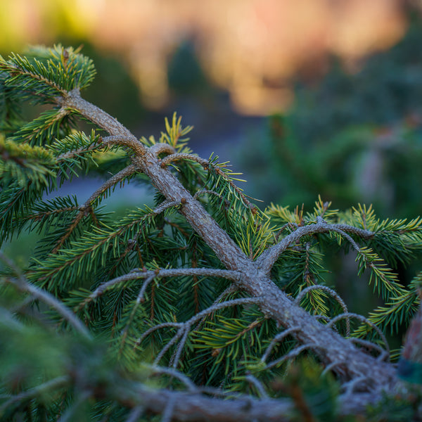 Dandylion Norway Spruce