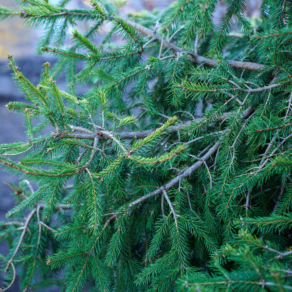 Dandylion Norway Spruce