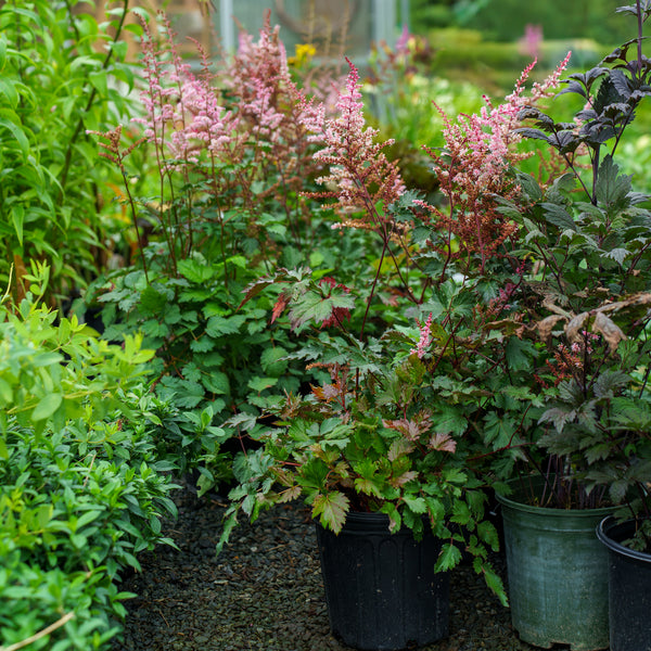 Delft Lace False Spirea