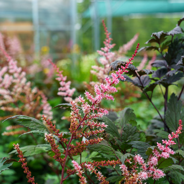 Delft Lace False Spirea