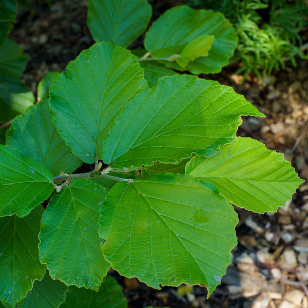 Diane Witch Hazel