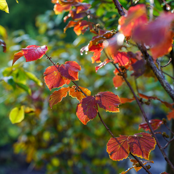 Diane Witch Hazel