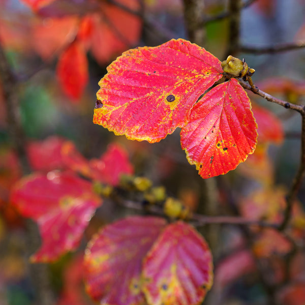 Diane Witch Hazel