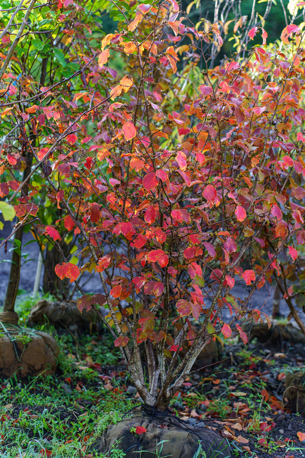 Diane Witch Hazel