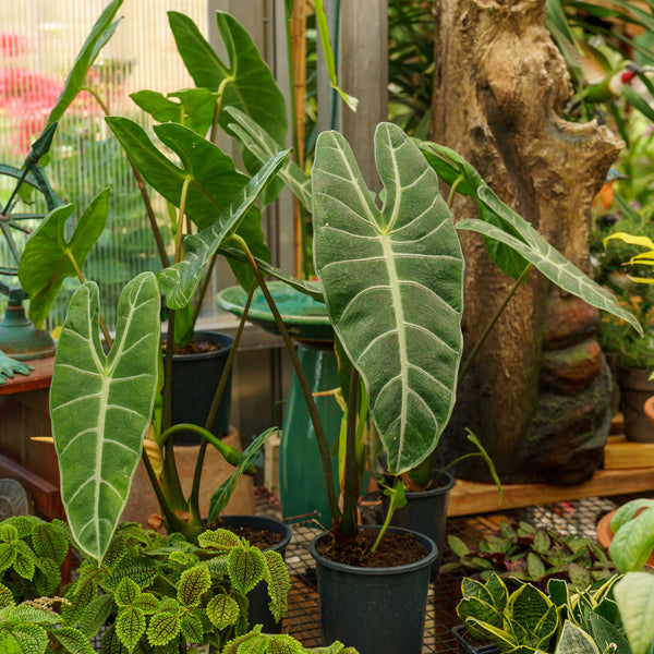 Dragons Tooth Elephant Ear