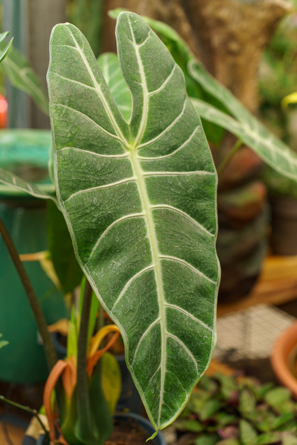 Dragons Tooth Elephant Ear