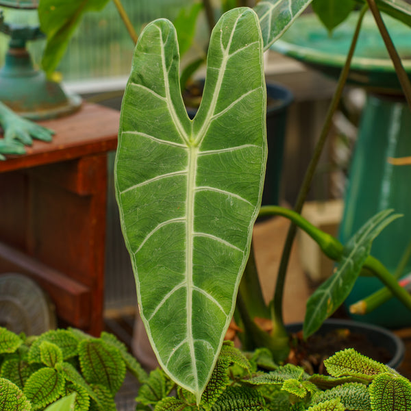 Dragons Tooth Elephant Ear