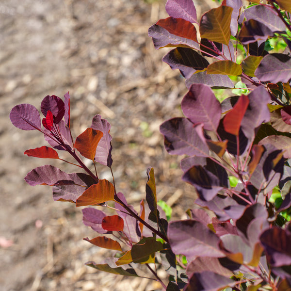 Dusky Maiden Smoke Tree