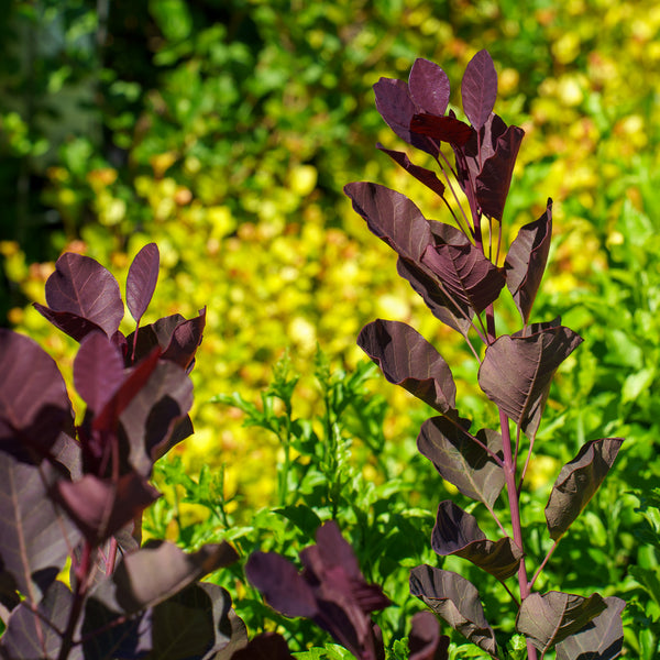 Dusky Maiden Smoke Tree