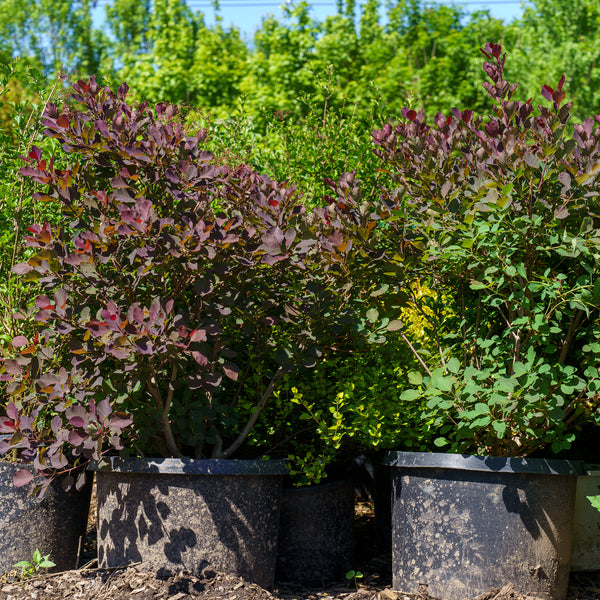 Dusky Maiden Smoke Tree